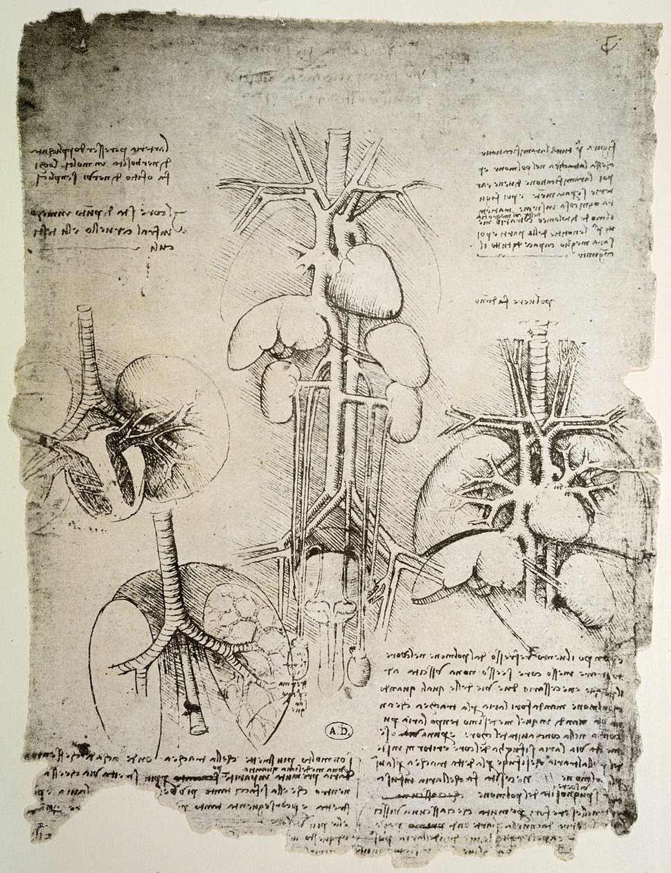 Das Herz und der Kreislauf, Faksimile des Windsor-Buchs von Leonardo da Vinci