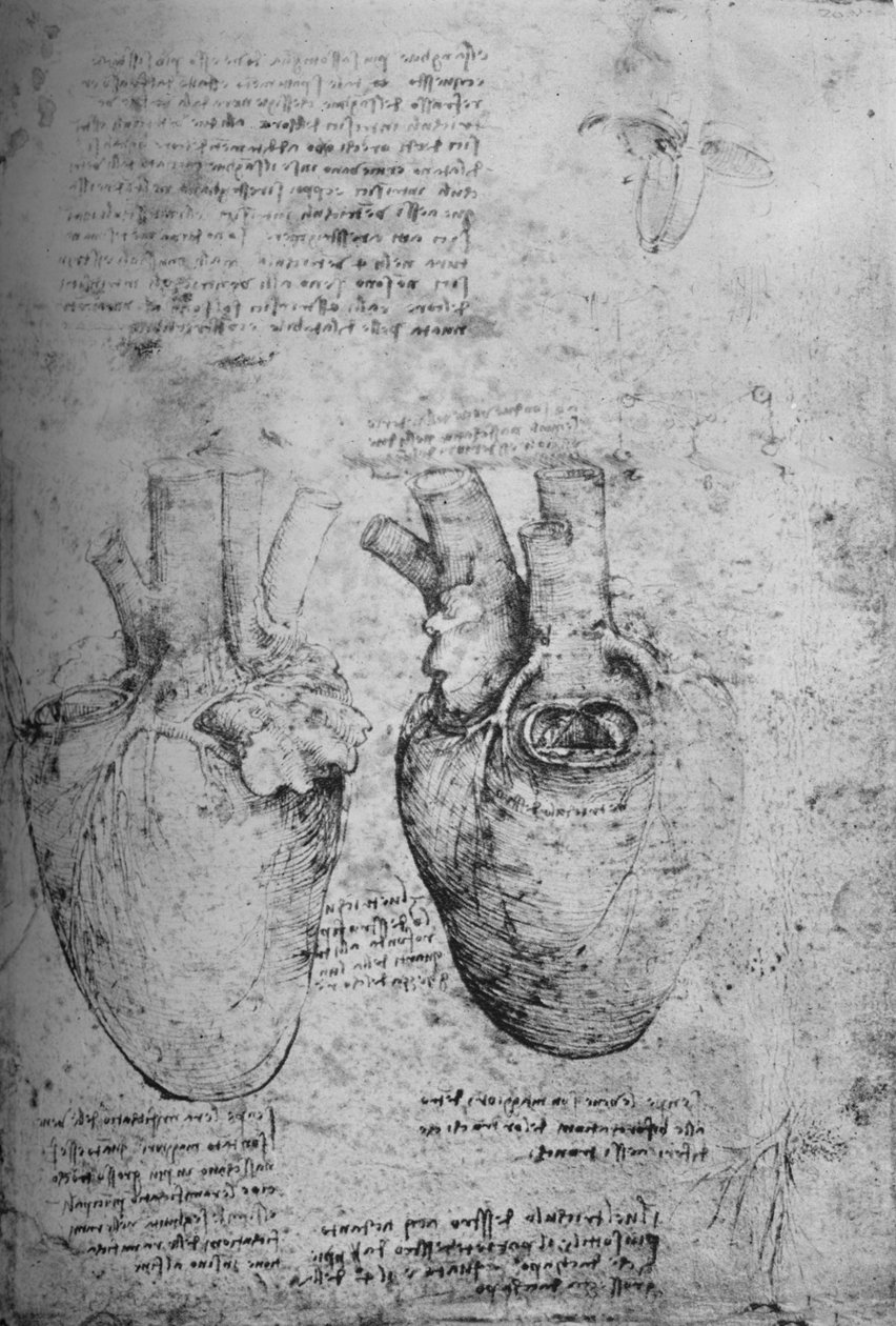 Zwei Zeichnungen des Herzens, um 1480 1945 von Leonardo da Vinci