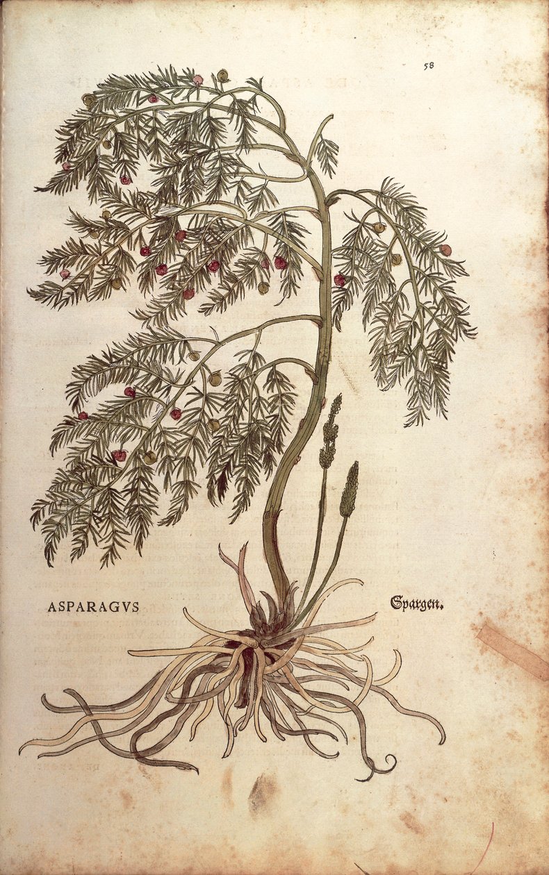 Spargel von Leonhart Fuchs aus De historia stirpium commentarii insignes, kolorierte Gravur von Leonhard Fuchs