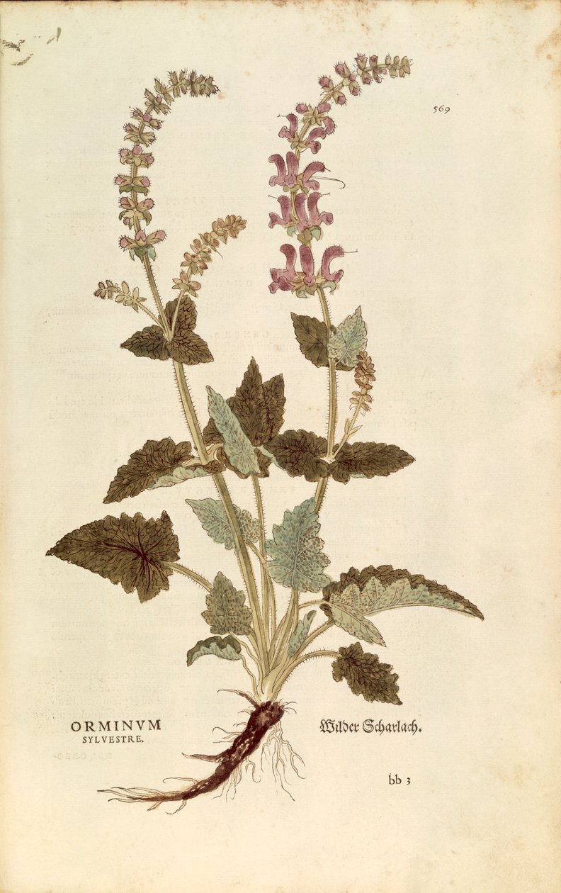 Drachenmaul (Horminum oder Orminum sylvestre) von Leonhart Fuchs aus De historia stirpium commentarii insignes (Bemerkenswerte Kommentare zur Geschichte der Pflanzen), kolorierte Gravur von Leonhard Fuchs
