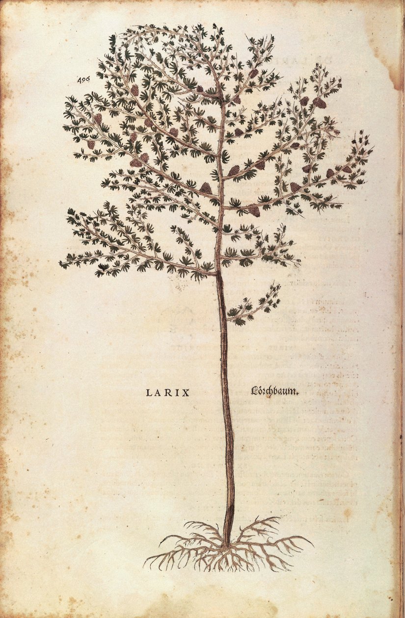 Europäische Lärche (Larix decidua) von Leonhart Fuchs aus De historia stirpium commentarii insignes (Bemerkenswerte Kommentare zur Geschichte der Pflanzen), kolorierte Gravur von Leonhard Fuchs