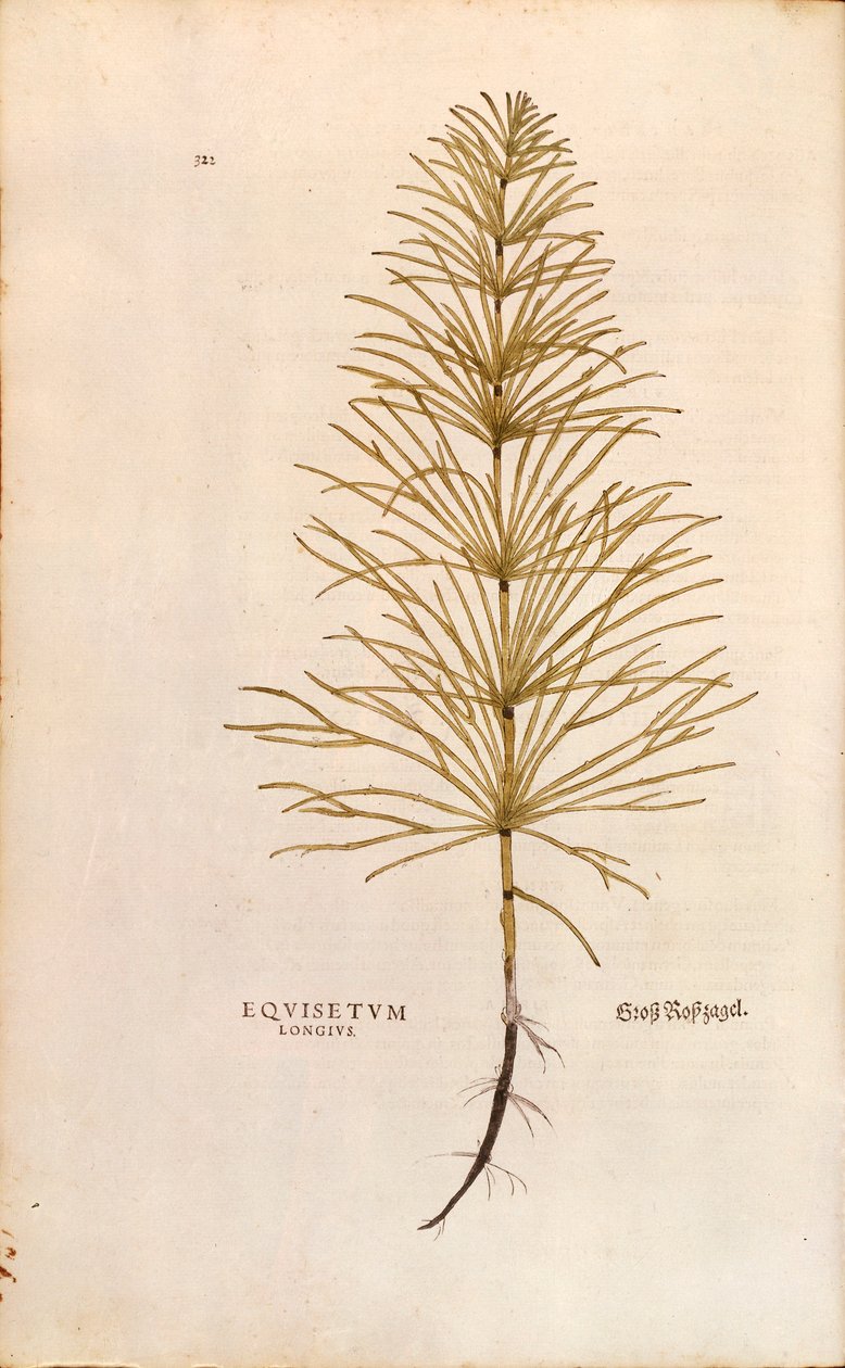 Schachtelhalm - Equisetum arvense (Equisetum longius) von Leonhart Fuchs aus De historia stirpium commentarii insignes (Bemerkenswerte Kommentare zur Geschichte der Pflanzen), kolorierte Gravur von Leonhard Fuchs