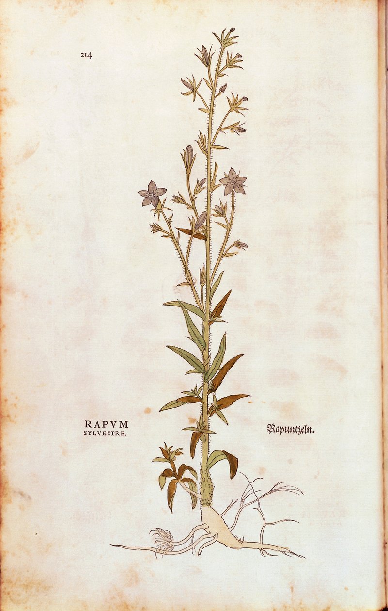 Rapunzel-Glockenblume - Campanula rapunculus (Rapum sylvestre) aus De historia stirpium commentarii insignes (Bemerkenswerte Kommentare zur Geschichte der Pflanzen), kolorierter Stich von Leonhard Fuchs