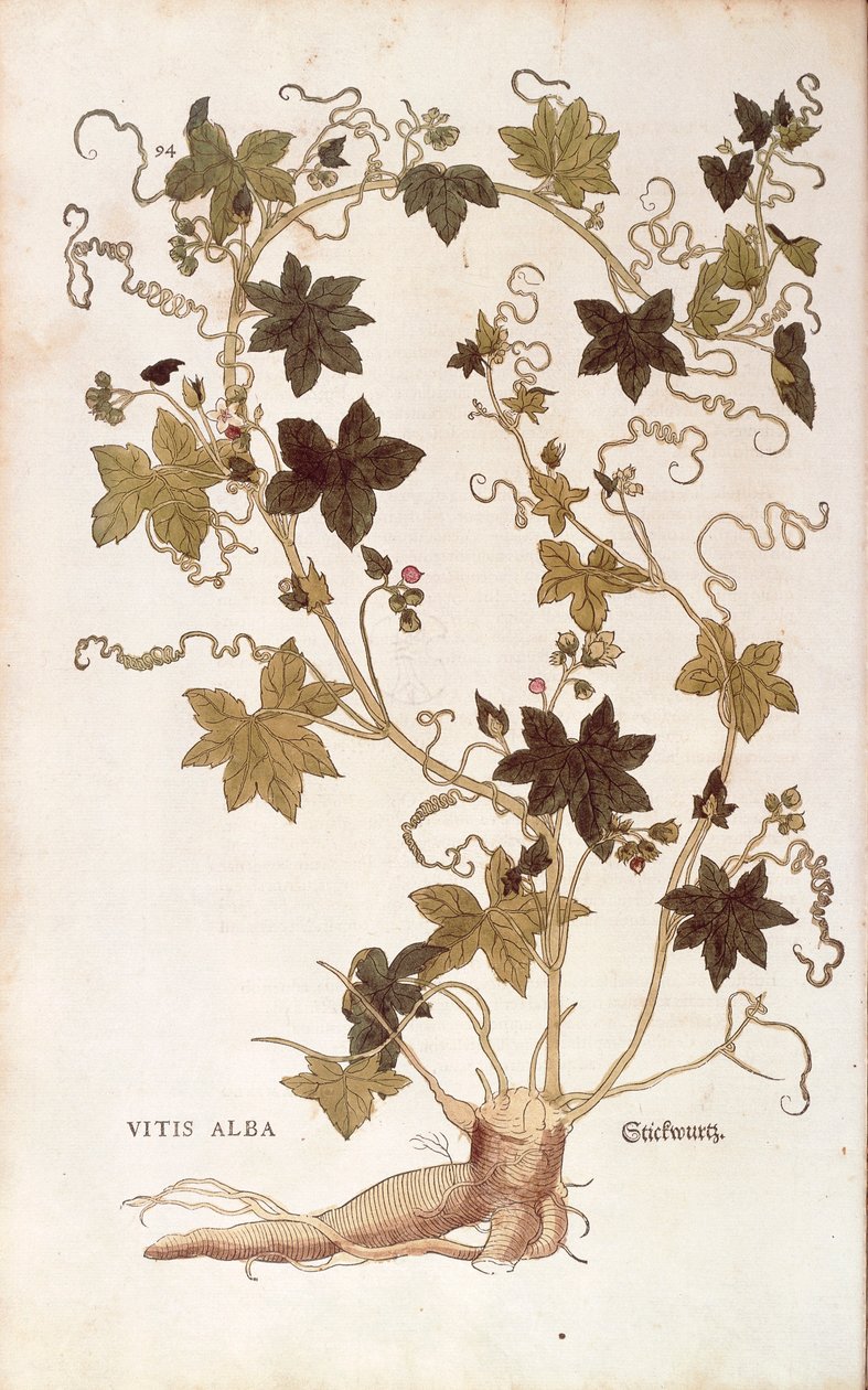 Rote Zaunrübe - Bryonia dioica (Vitis alba) aus De historia stirpium commentarii insignes (Bemerkenswerte Kommentare zur Geschichte der Pflanzen), kolorierter Stich von Leonhard Fuchs