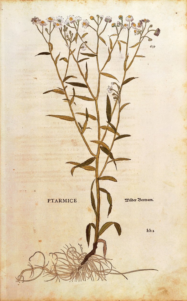 Bertramsgarbe - Achillea ptarmica von Leonhart Fuchs aus De historia stirpium commentarii insignes, kolorierte Gravur von Leonhard Fuchs