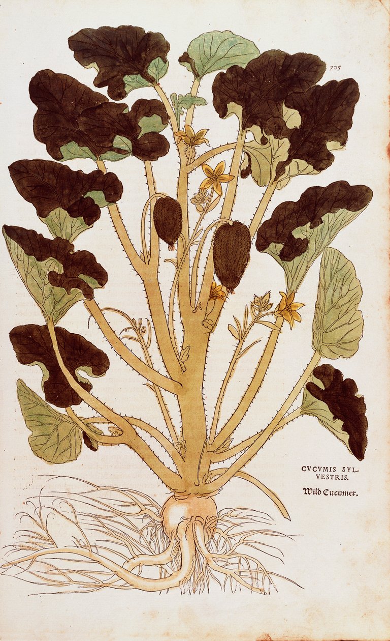 Spritzgurke - Ecballium elaterium von Leonhart Fuchs aus De historia stirpium commentarii insignes, kolorierte Gravur von Leonhard Fuchs