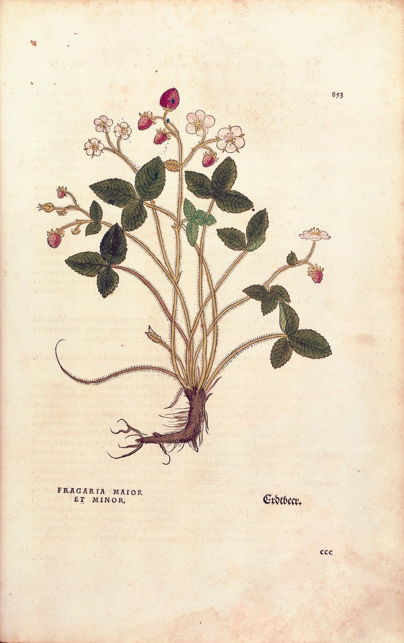 Wald-Erdbeere - Fragaria vesca (Fragaria maior et minor) von Leonhart Fuchs aus De historia stirpium commentarii insignes (Bemerkenswerte Kommentare zur Geschichte der Pflanzen), kolorierte Gravur von Leonhard Fuchs