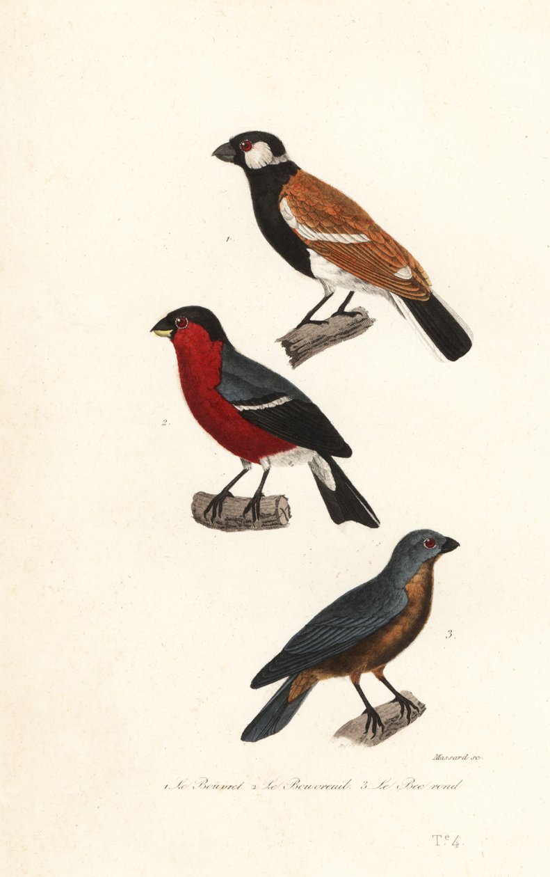 Réunion-Gimpelarten, Eurasischer Gimpel und Blauammer von Leopold Massard