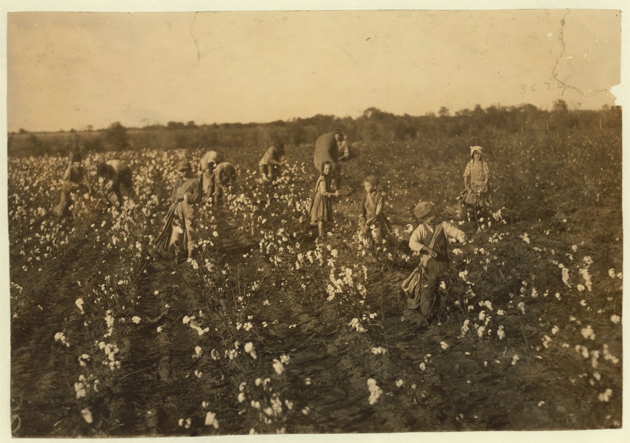 Familie pflückt Baumwolle in der Nähe von McKinney, Texas, 1913 von Lewis Wickes Hine