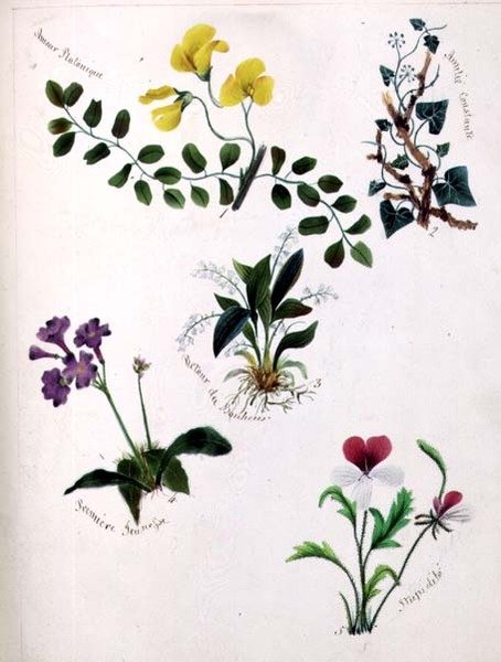 Wildblumen von Lili Cartwright