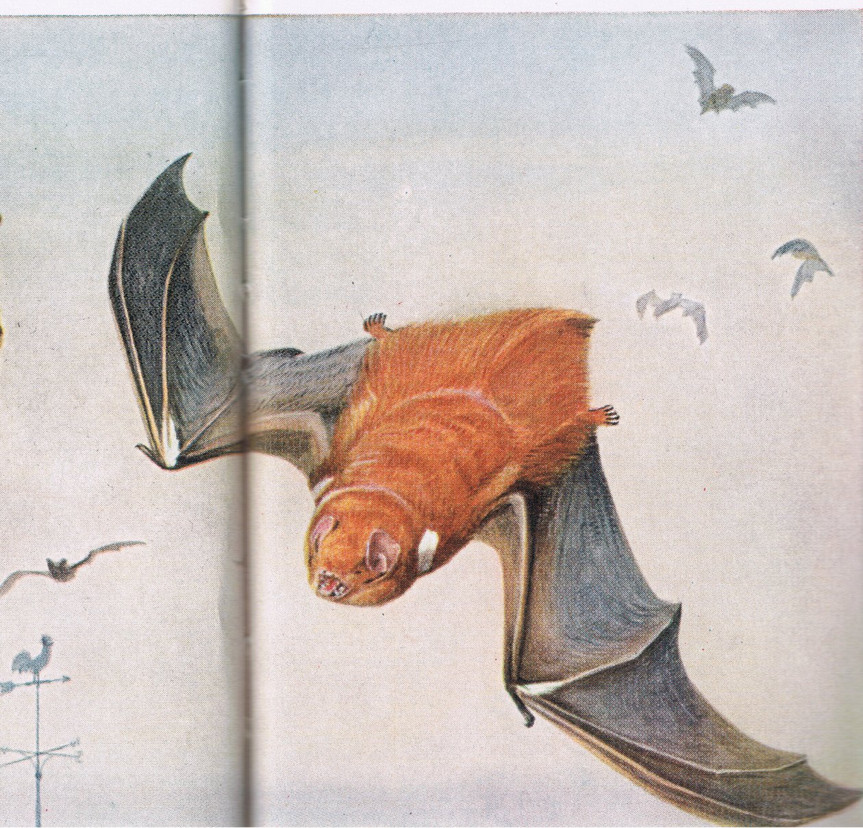 Rote Fledermaus von Louis Agassiz Fuertes: Kunstdruck