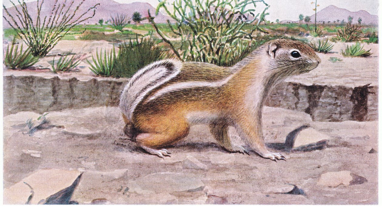 Weißschwanz-Antilope-Eichhörnchen auf der Suche nach Samen, Früchten und Insekten von Louis Agassiz Fuertes