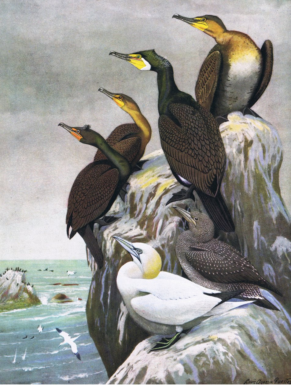 Illustration aus Die Naturgeschichte der amerikanischen Vögel von Ost- und Zentral-Nordamerika, veröffentlicht von Bramhall House, ca. 1970 von Louis Agassiz Fuertes