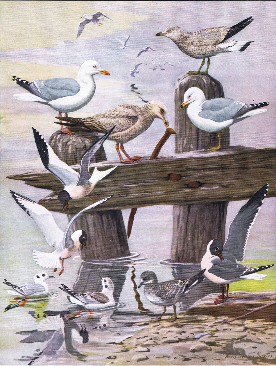 Illustration aus Die Naturgeschichte der amerikanischen Vögel von Ost- und Zentral-Nordamerika, veröffentlicht von Bramhall House, ca. 1970 von Louis Agassiz Fuertes