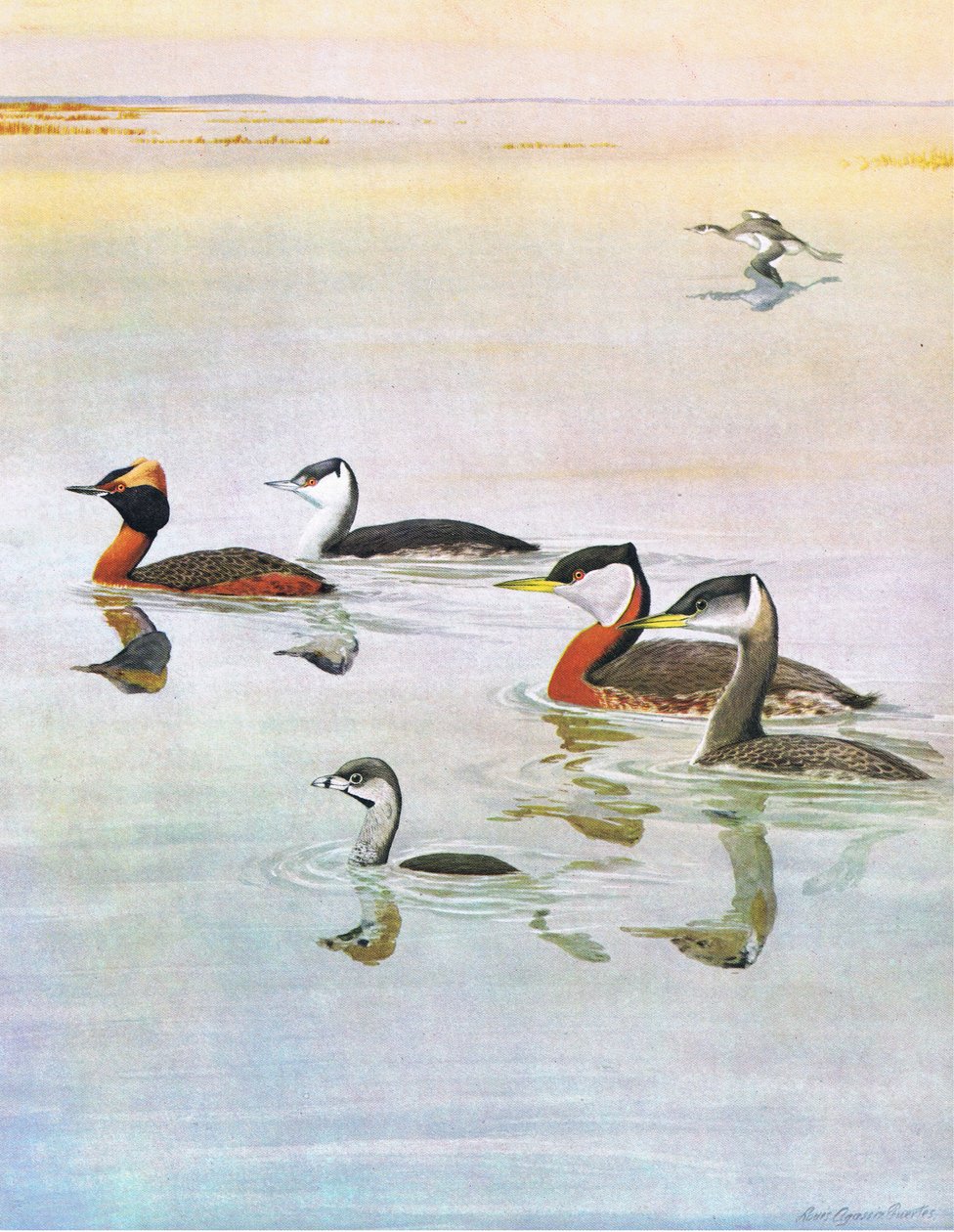 Illustration aus Die Naturgeschichte der amerikanischen Vögel von Ost- und Zentral-Nordamerika, veröffentlicht von Bramhall House, ca. 1970 von Louis Agassiz Fuertes