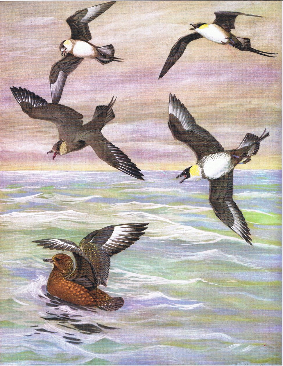 Illustration aus Die Naturgeschichte der amerikanischen Vögel von Ost- und Zentral-Nordamerika, veröffentlicht von Bramhall House um 1970 von Louis Agassiz Fuertes