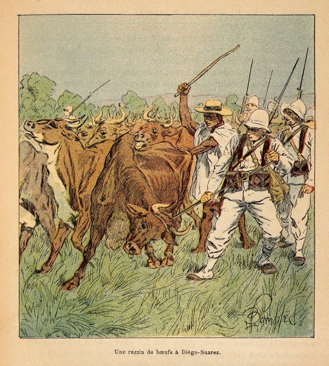 Der Krieg in Madagaskar - Anekdotische Geschichte der französischen Expeditionen von 1885-1895 von Henri Galli dit Galllichet (1854-1922), illustriert von Louis Bombled (1862-1927): In Diego-Suarez fordert die französische Armee Ochsen, Privatbesitz von Louis Charles Bombled