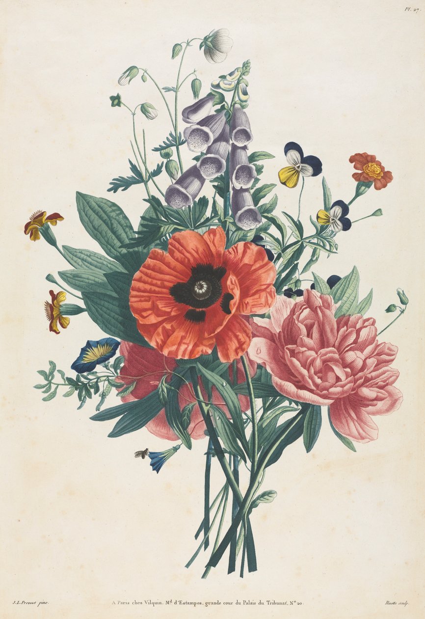 Sammlung von Blumen und Früchten nach der Natur gemalt: Strauß aus Fingerhut, Clematis..., 1805 von Louis Charles Ruotte