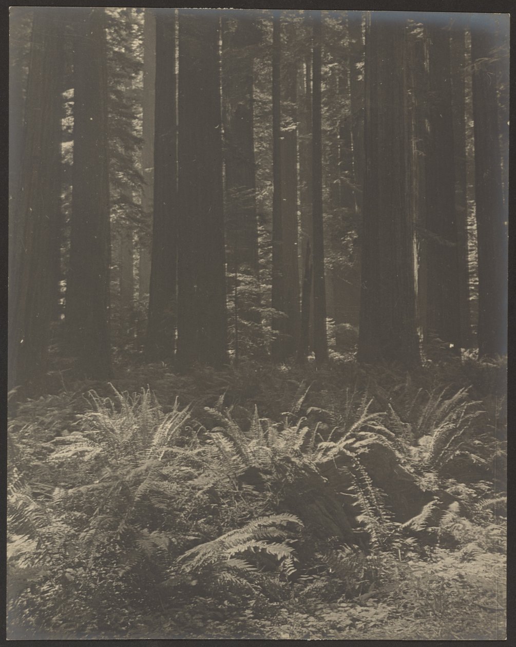 [Farn im Wald] von Louis Fleckenstein
