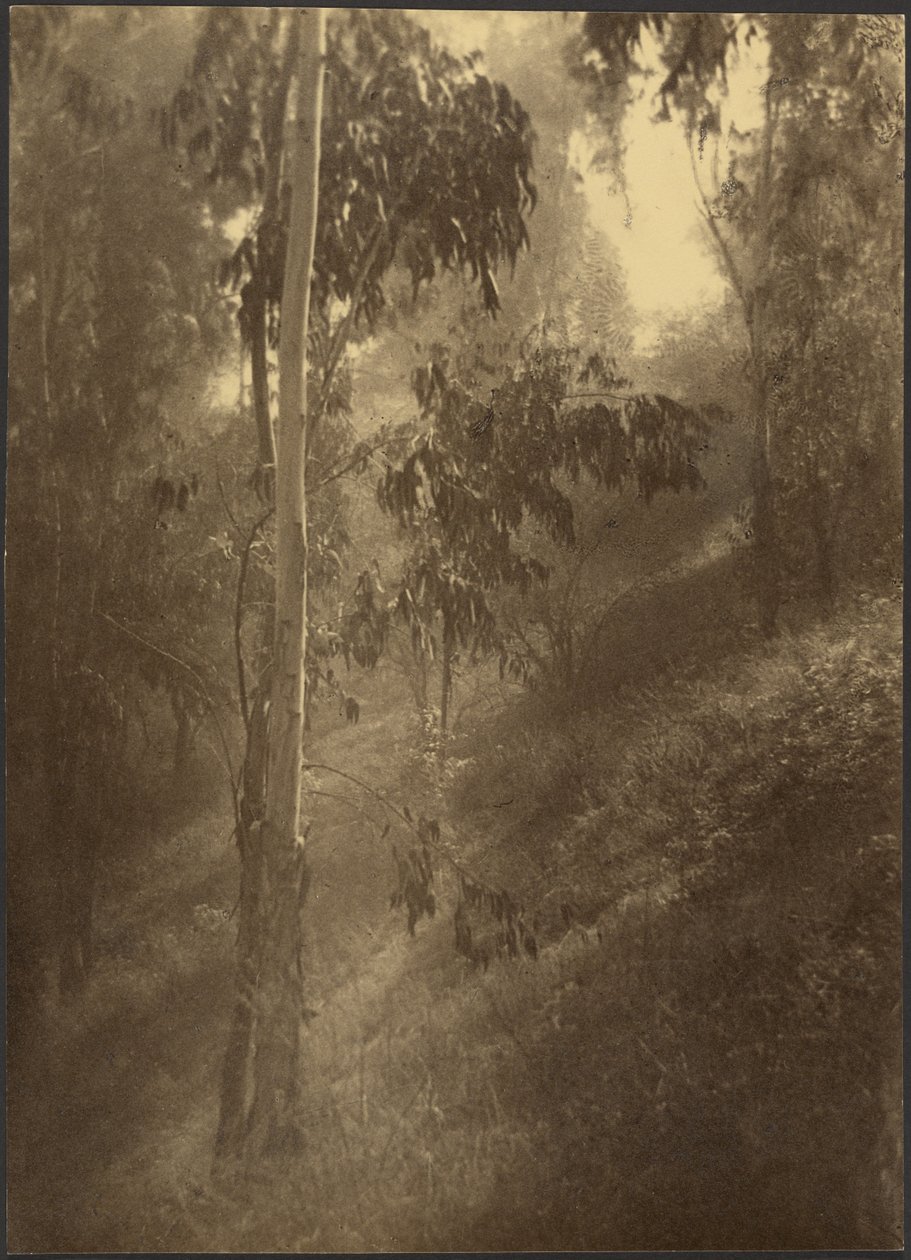 Morgennebel von Louis Fleckenstein