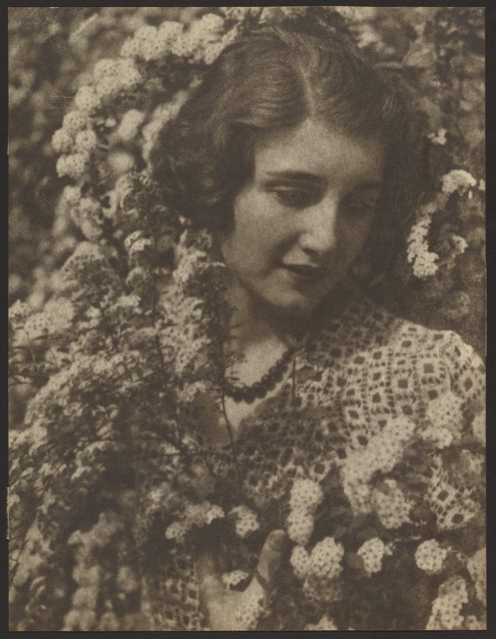 Spirea von Louis Fleckenstein