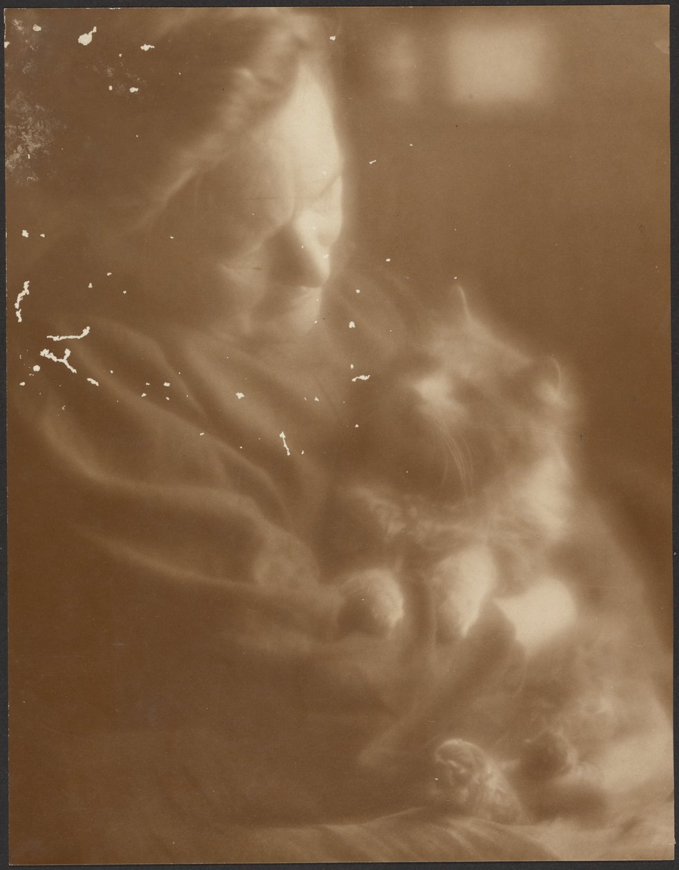 Das Haustier Angora von Louis Fleckenstein