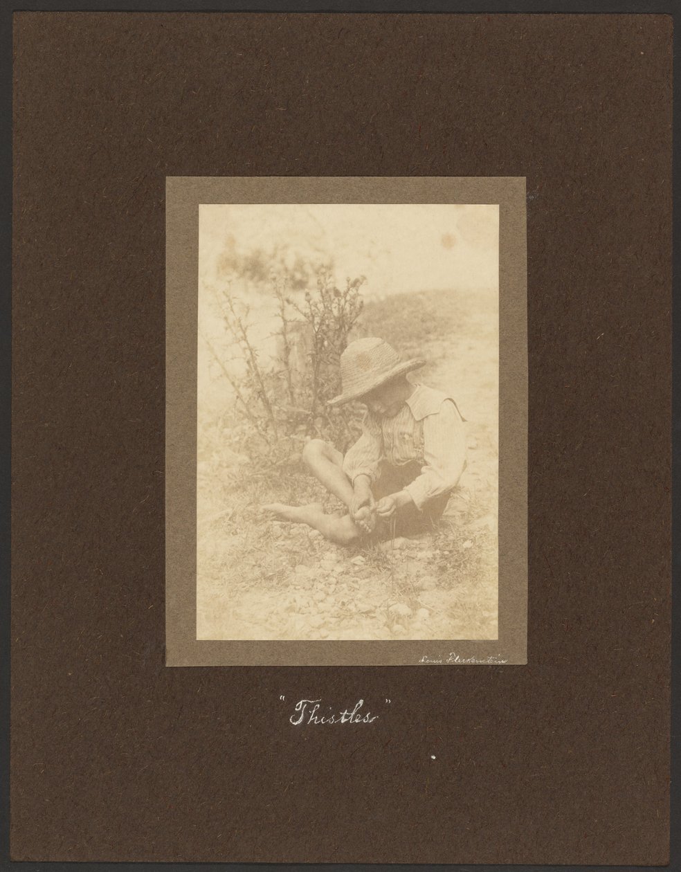 Disteln von Louis Fleckenstein