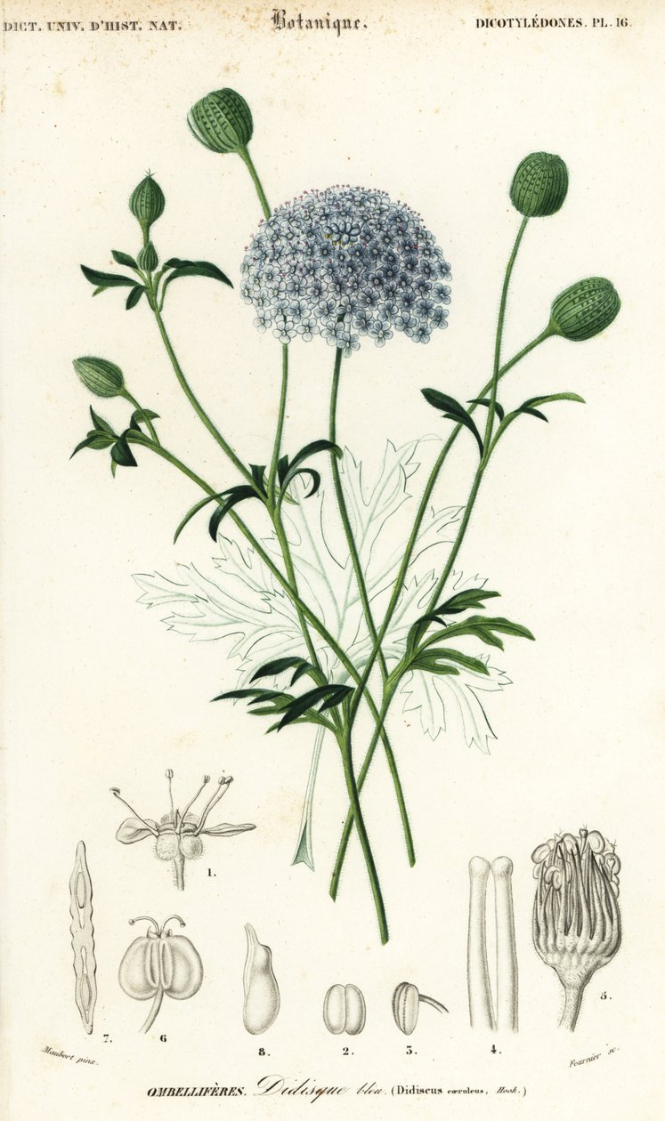 Blaue Spitzenblume, Trachymene coerulea von Louis Joseph Edouard Maubert