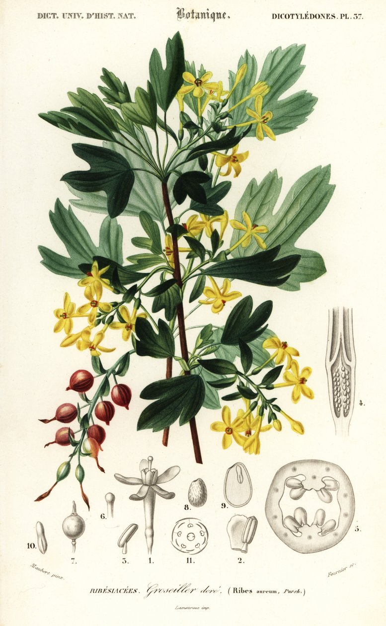 Goldene Johannisbeere, Ribes aureum (Gravur) von Louis Joseph Edouard Maubert