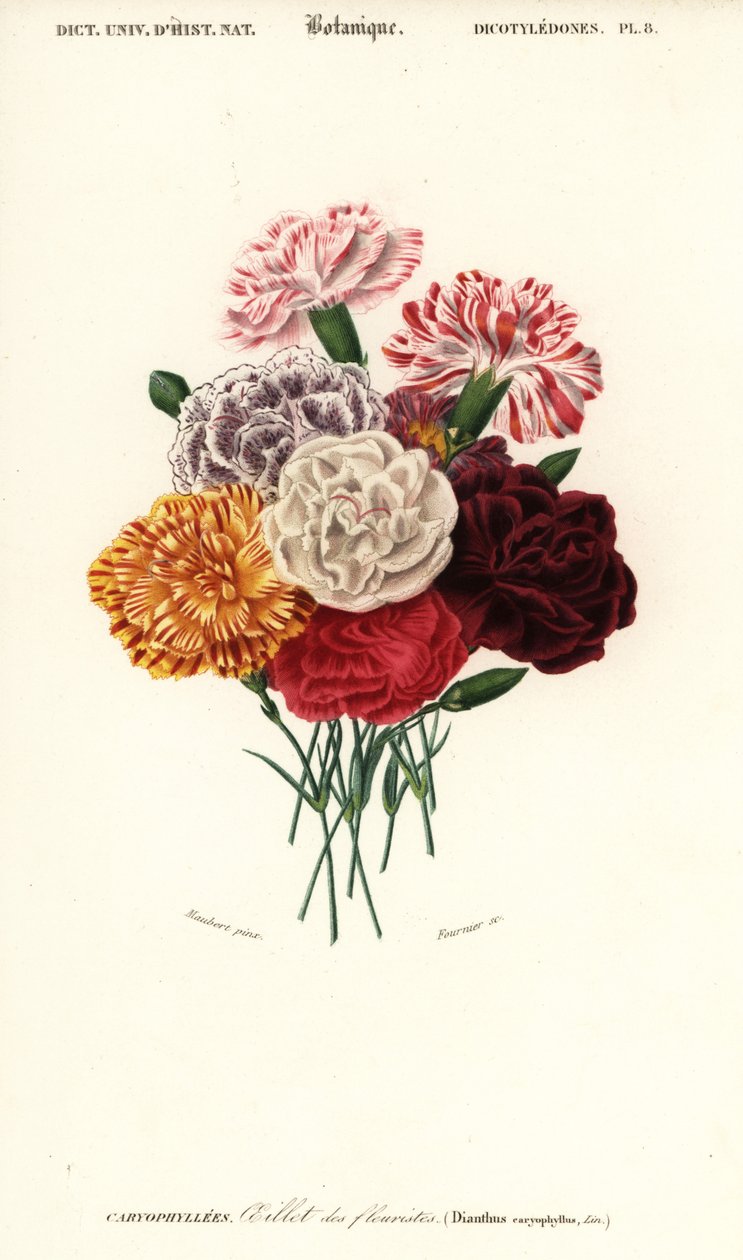 Gruppe von Nelken, Dianthus caryophyllus (Kupferstich) von Louis Joseph Edouard Maubert