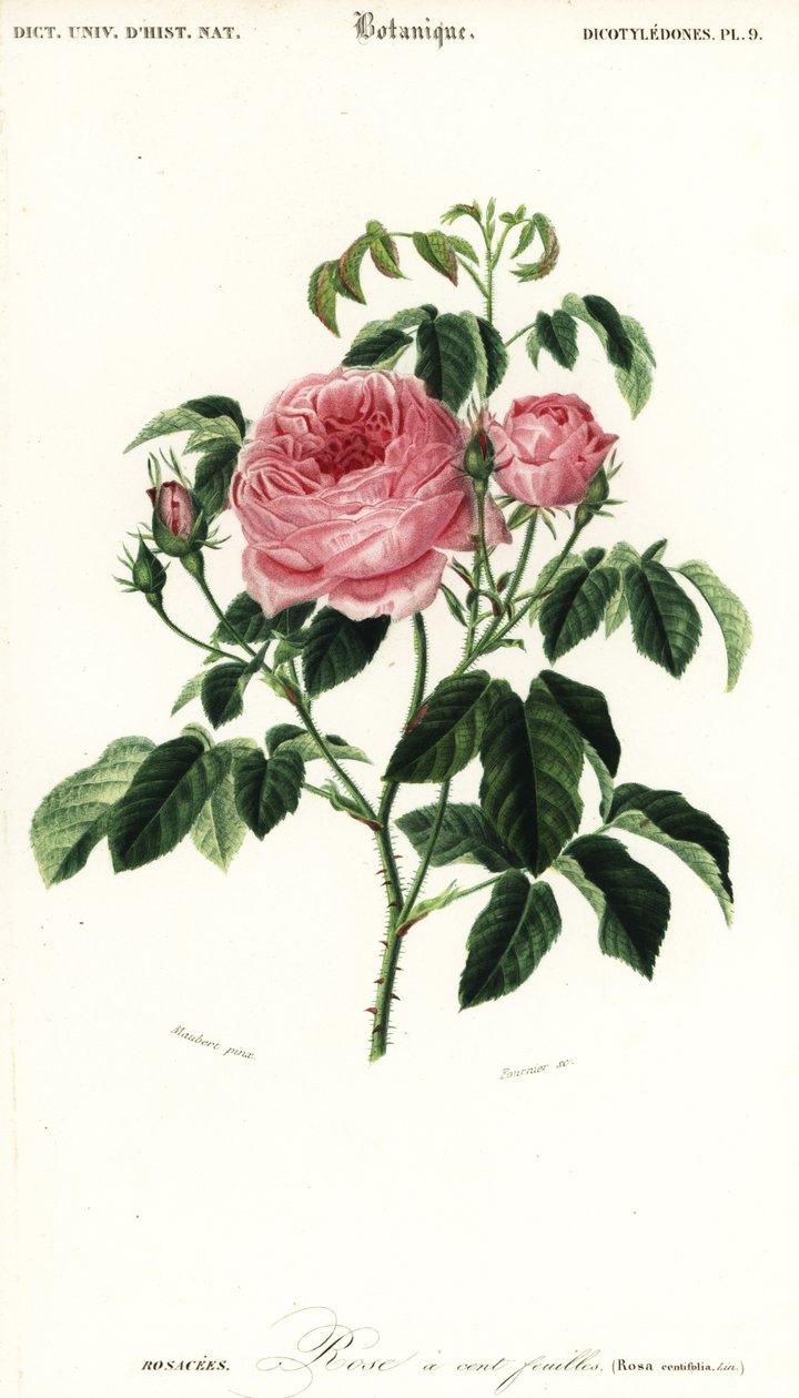 Provence-Rose, Rosa x centifolia (Gravur) von Louis Joseph Edouard Maubert