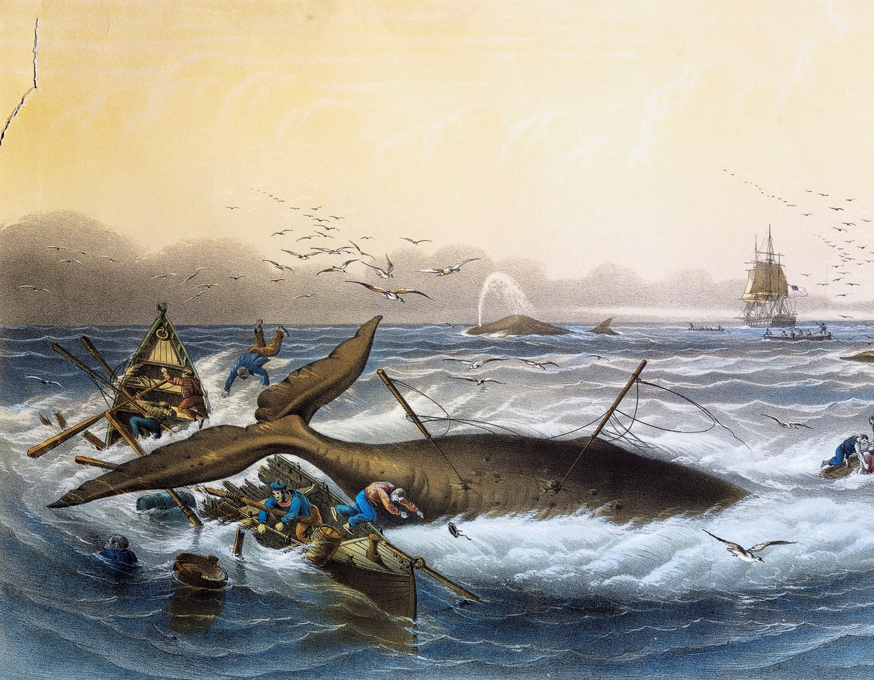 Walfang in den Südmeeren, Farblithographie von Louis Lebreton (gestorben 1866) von Louis Le Breton