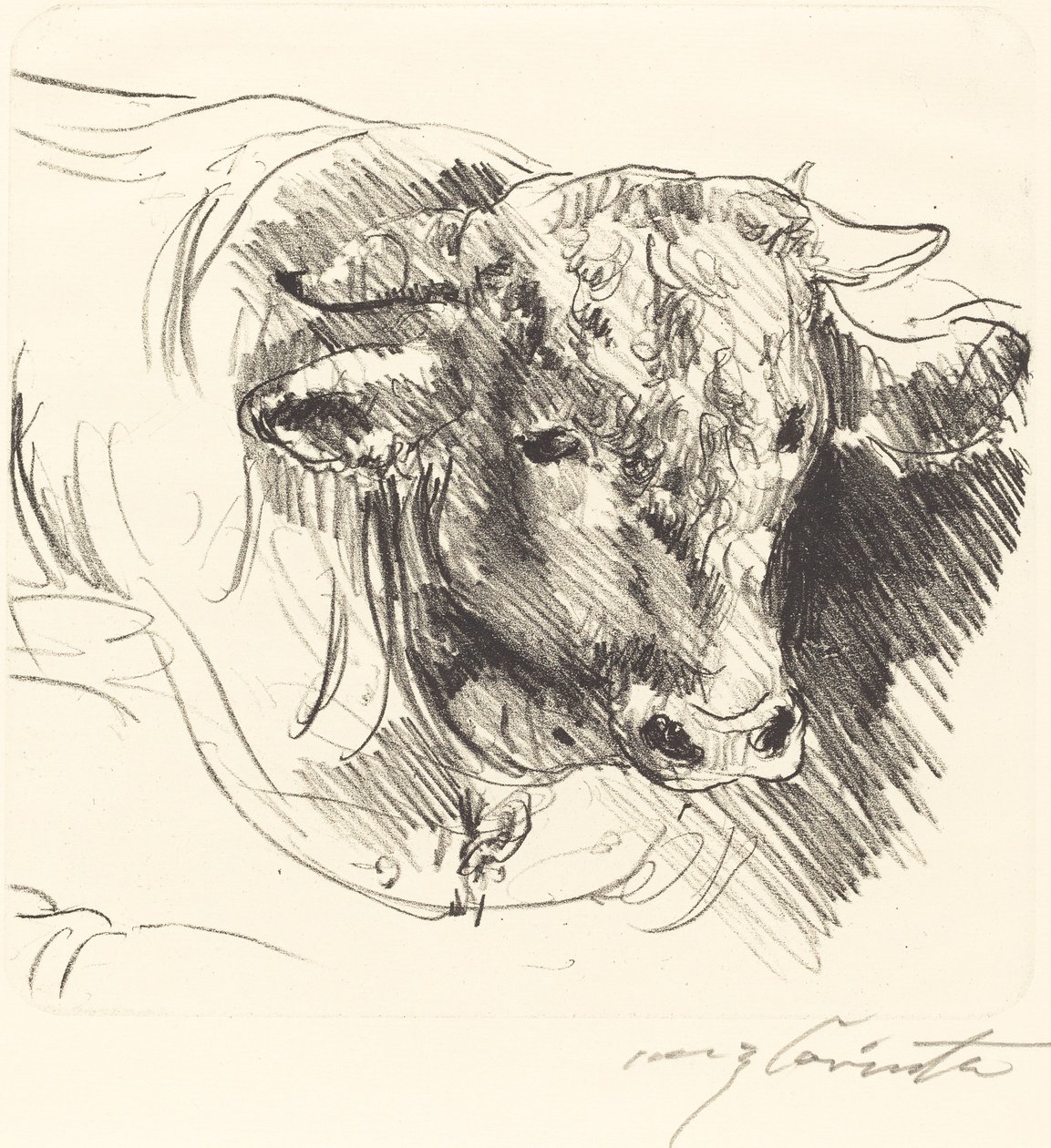 Stierkopf, 1912 von Lovis Corinth