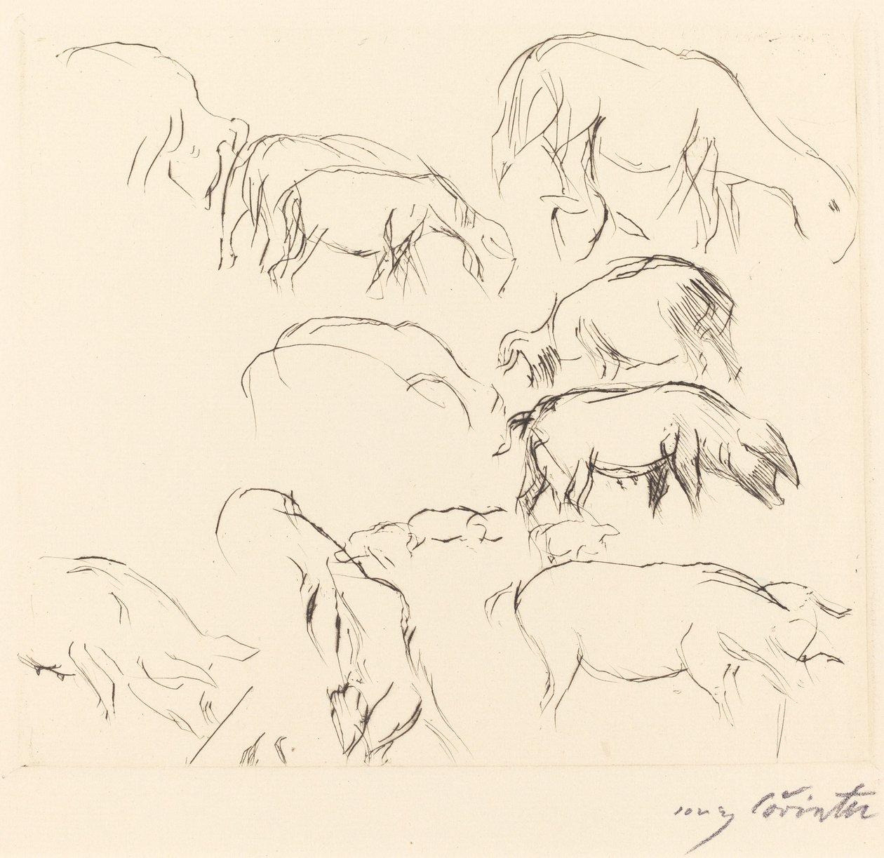 Verschiedene Tierstudien, 1917 von Lovis Corinth