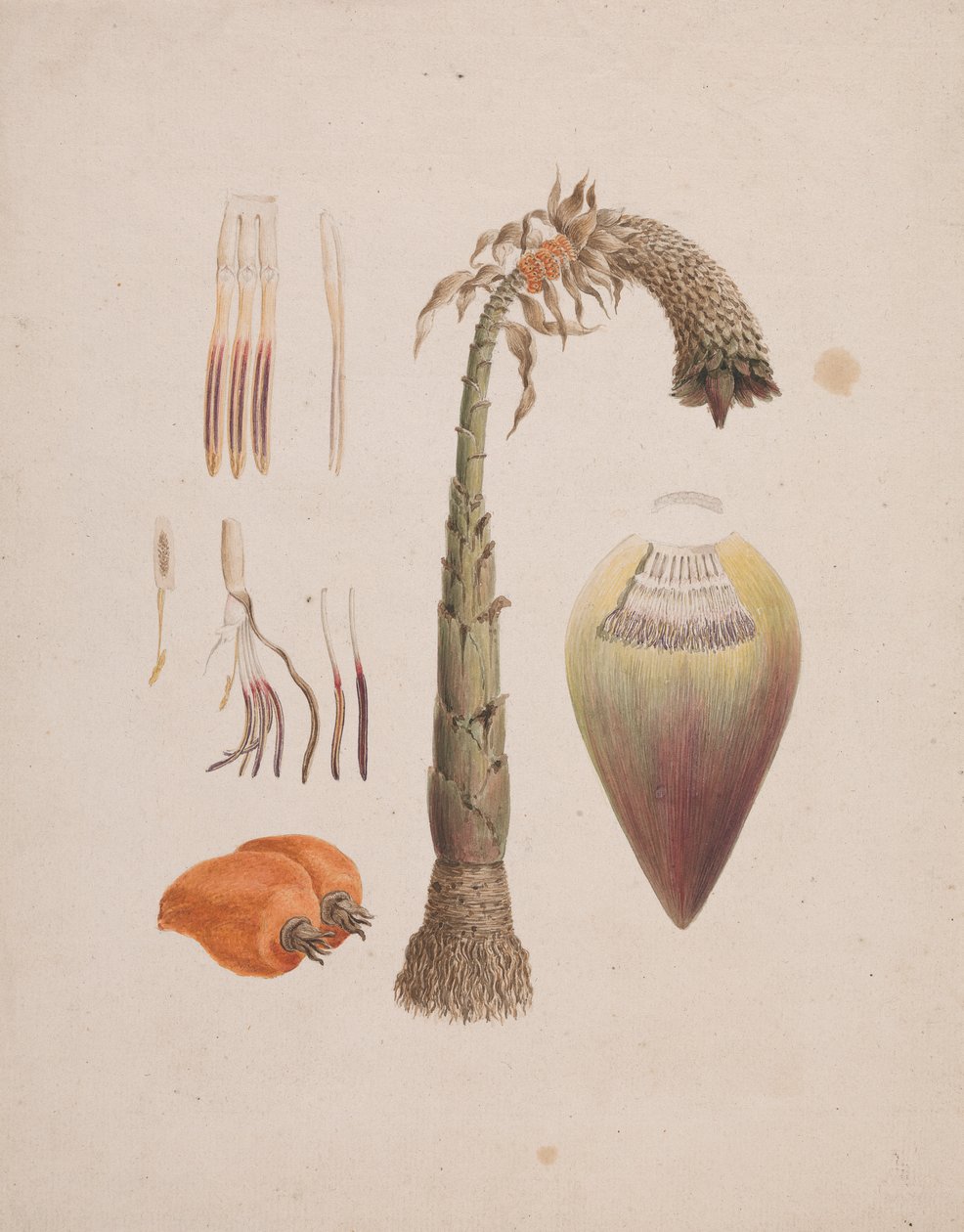 Ensete ventricosum (Welw.) Cheesman (Afrikanische Wildbanane): fertige Zeichnung von Luigi Balugani