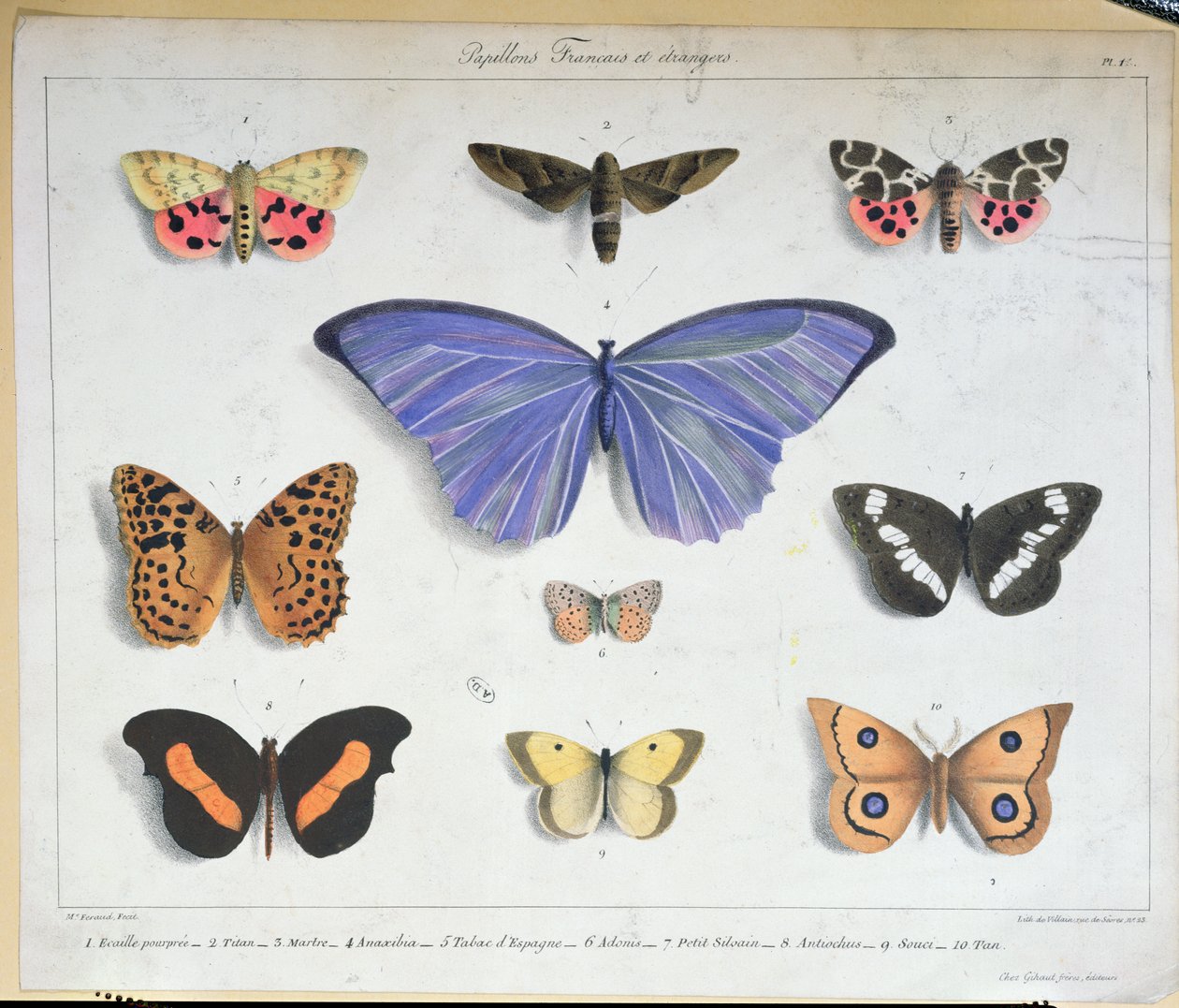 Französische und ausländische Schmetterlinge, graviert von Villain, ca. 1830-40 von Madame Feraud