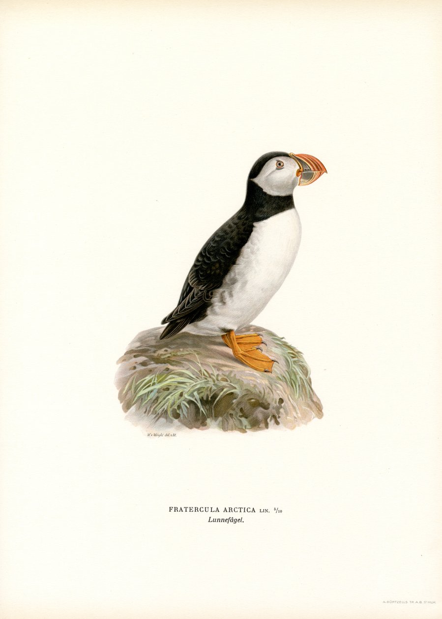Papageitaucher von Magnus Ferdinand and Wilhelm von Wright