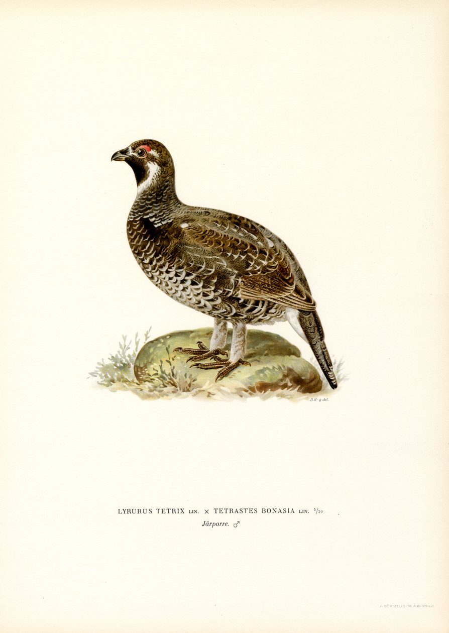 Birkhuhn x Haselhuhn von Magnus Ferdinand and Wilhelm von Wright