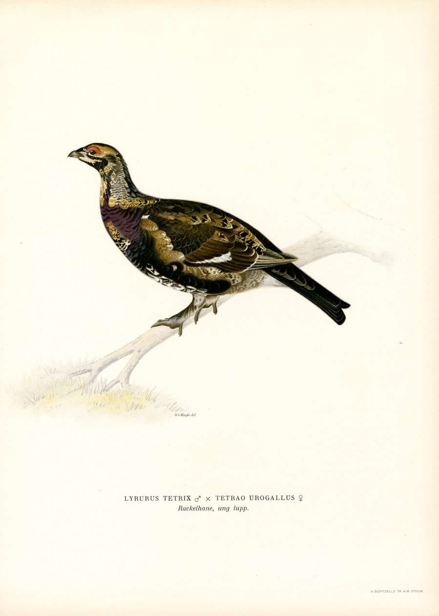 Birkhuhn x Auerhuhn von Magnus Ferdinand and Wilhelm von Wright