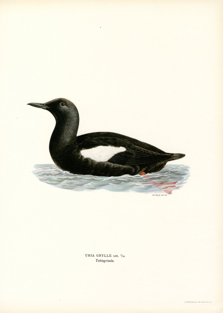 Gryllteiste von Magnus Ferdinand and Wilhelm von Wright