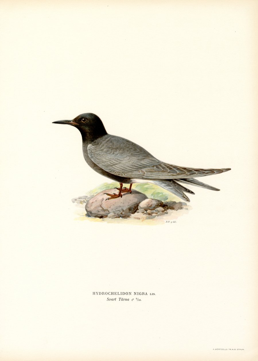 Schwarze Seeschwalbe von Magnus Ferdinand and Wilhelm von Wright