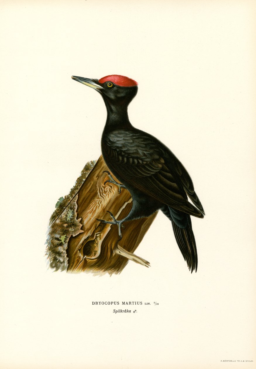 Schwarzspecht von Magnus Ferdinand and Wilhelm von Wright