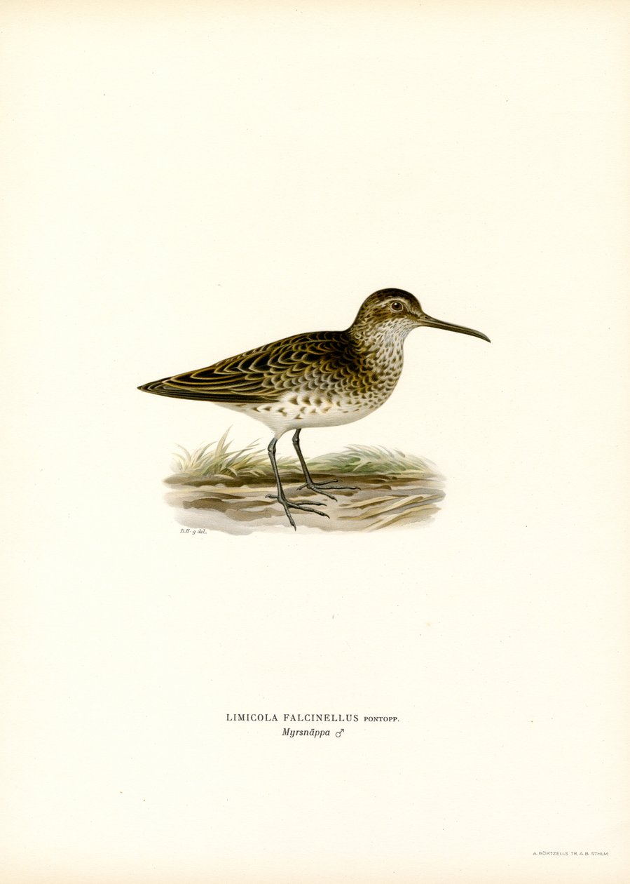 Sumpfläufer von Magnus Ferdinand and Wilhelm von Wright