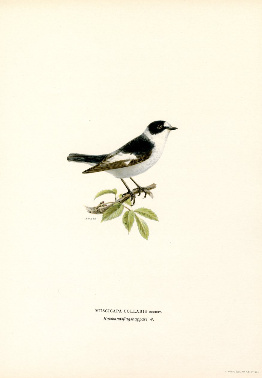 Halsbandschnäpper von Magnus Ferdinand and Wilhelm von Wright