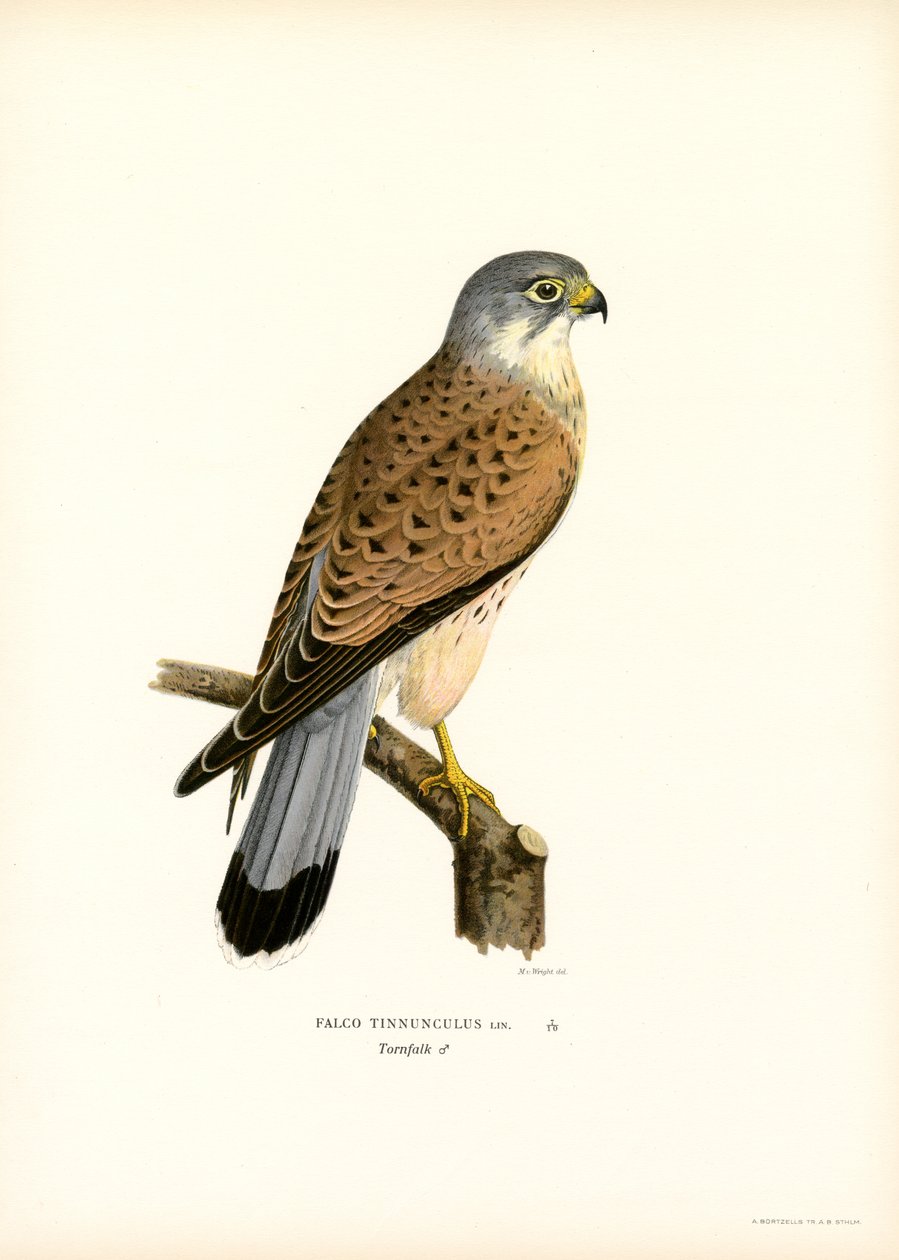 Turmfalke von Magnus Ferdinand and Wilhelm von Wright