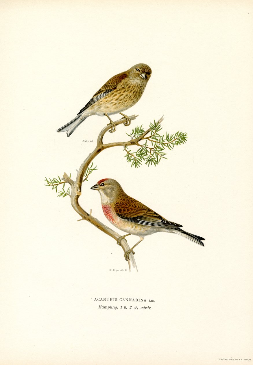 Hänfling von Magnus Ferdinand and Wilhelm von Wright