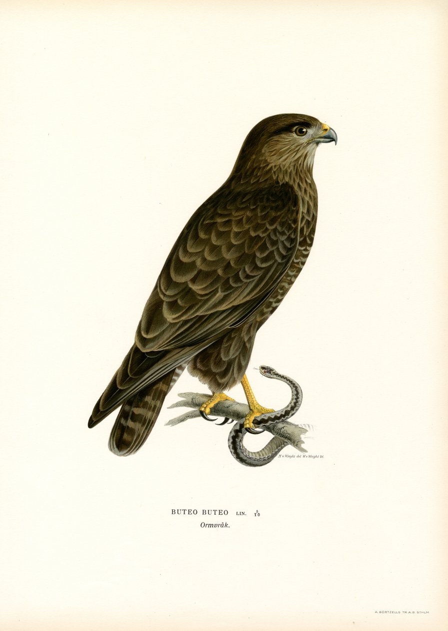 Mäusebussard von Magnus Ferdinand and Wilhelm von Wright