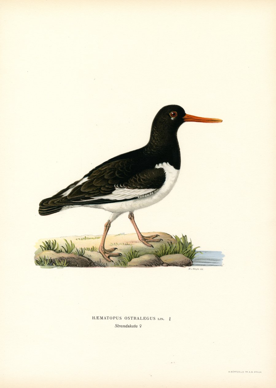 Austernfischer von Magnus Ferdinand and Wilhelm von Wright