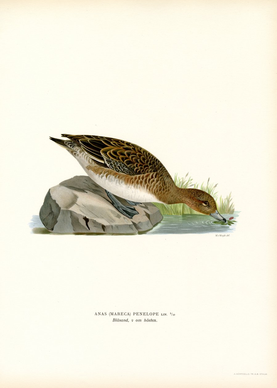 Pfeifente von Magnus Ferdinand and Wilhelm von Wright