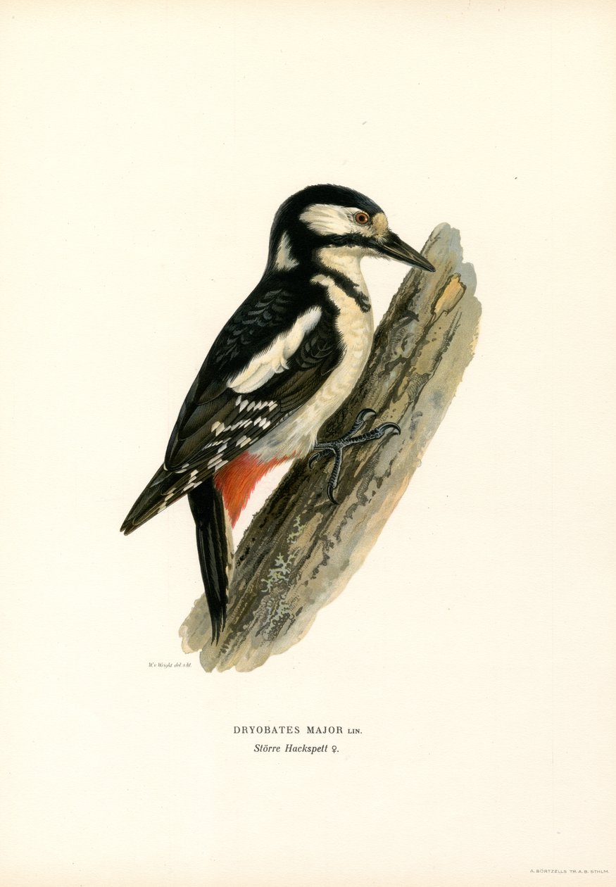 Buntspecht von Magnus Ferdinand and Wilhelm von Wright